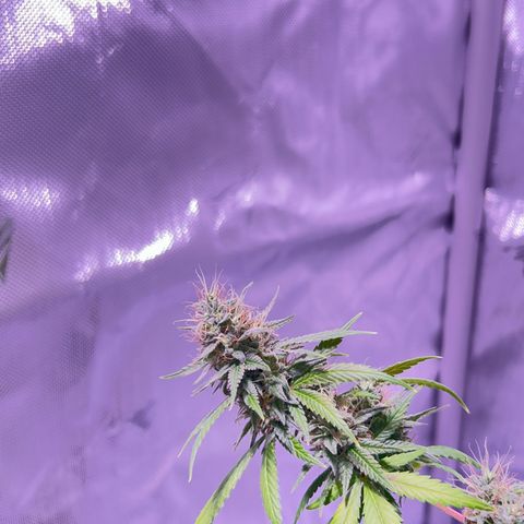 Foto del growlog de Squidwina (Chick Magnet): Doing great !!! Starting day 50 of flower !!! Looking good! 