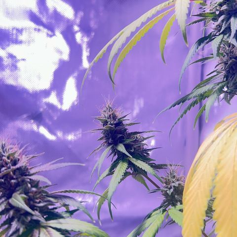 Foto del growlog de Squidwina (Chick Magnet): Doing great !!! Starting day 50 of flower !!! Looking good! 