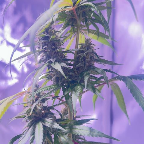 Foto del growlog de Squidwina (Chick Magnet): Doing great !!! Starting day 50 of flower !!! Looking good! 