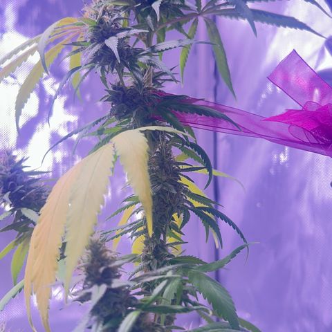 Foto del growlog de Squidwina (Chick Magnet): Doing great !!! Starting day 50 of flower !!! Looking good! 