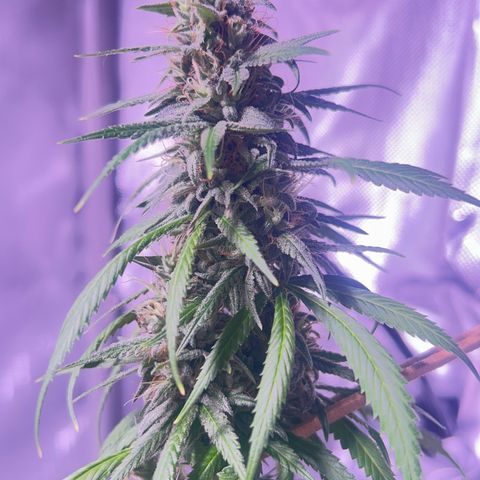 Foto del growlog de Squidwina (Chick Magnet): Doing great !!! Starting day 50 of flower !!! Looking good! 