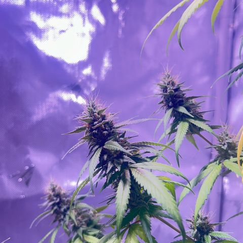 Foto del growlog de Squidwina (Chick Magnet): Doing great !!! Starting day 50 of flower !!! Looking good! 