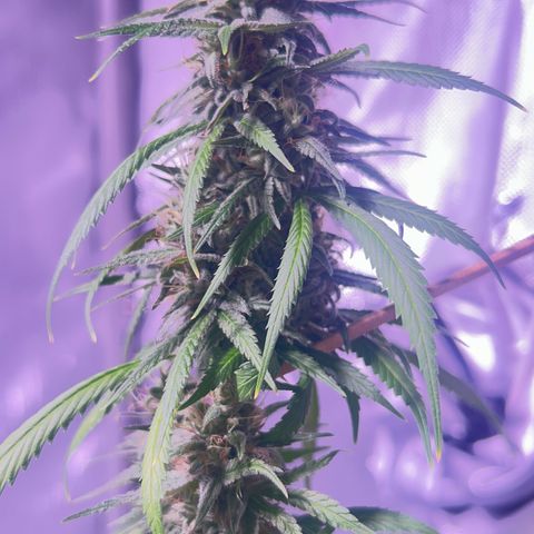 Foto del growlog de Squidwina (Chick Magnet): Doing great !!! Starting day 50 of flower !!! Looking good! 