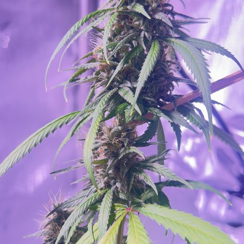 Foto del growlog de Squidwina (Chick Magnet): Doing great !!! Starting day 50 of flower !!! Looking good! 