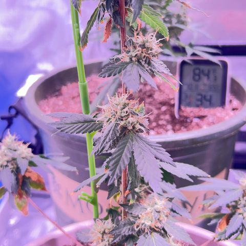 Bubby  growlog photo: Doing great trichomes are real milky 