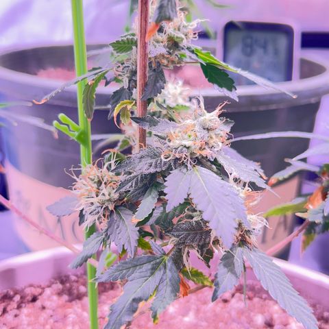 Bubby  growlog photo: Doing great trichomes are real milky 