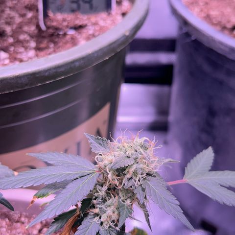 Bubby  growlog photo: Doing great trichomes are real milky 