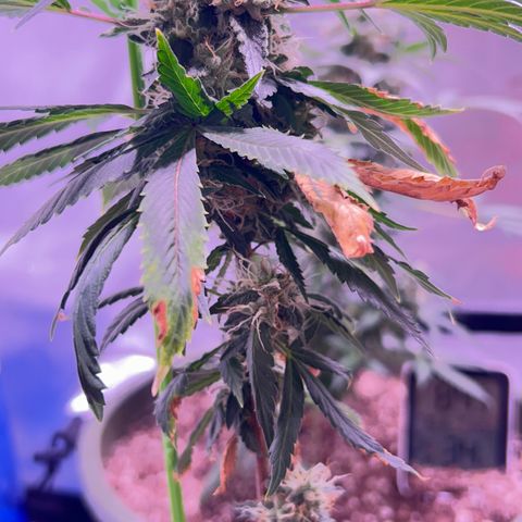Bubby  growlog photo: Doing great trichomes are real milky 