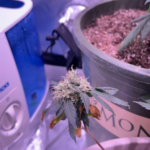 Bubby  growlog photo: Doing great trichomes are real milky 