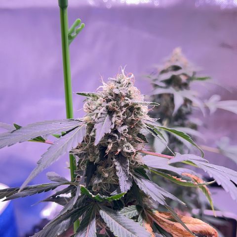 Bubby  growlog photo: Doing great trichomes are real milky 