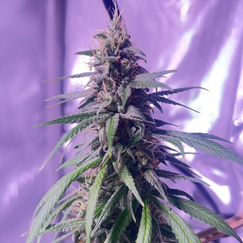 Foto del growlog de Squidwina (Chick Magnet): Doing great !!! Starting day 50 of flower !!! Looking good! 