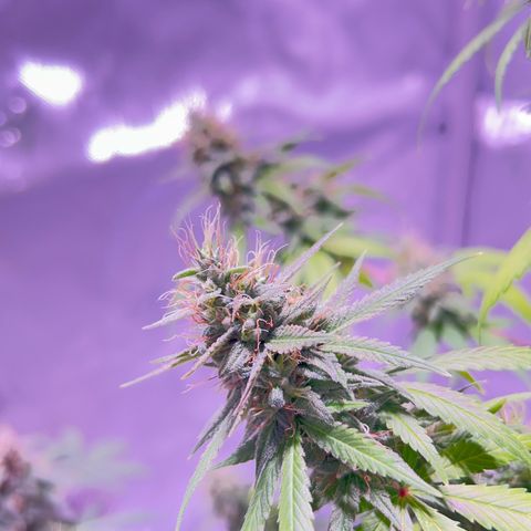 Foto del growlog de Squidwina (Chick Magnet): Doing great !!! Starting day 50 of flower !!! Looking good! 