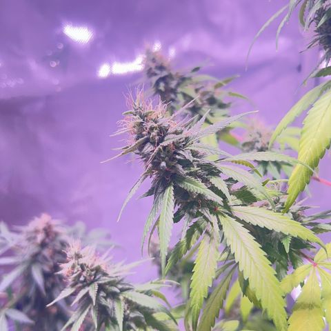 Foto del growlog de Squidwina (Chick Magnet): Doing great !!! Starting day 50 of flower !!! Looking good! 