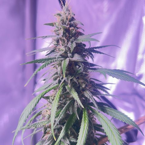Foto del growlog de Squidwina (Chick Magnet): Doing great !!! Starting day 50 of flower !!! Looking good! 