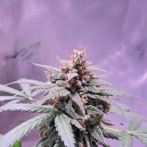 Panini (Sweet Mandarin Blossom) growlog photo: Doing great ! She has more amber than her sister. I thibk she'll finish before her sister. 