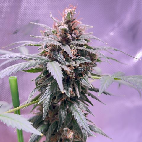 Panini (Sweet Mandarin Blossom) growlog photo: Doing great ! She has more amber than her sister. I thibk she'll finish before her sister. 