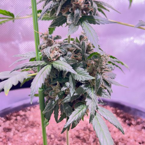 Panini (Sweet Mandarin Blossom) growlog photo: Doing great ! She has more amber than her sister. I thibk she'll finish before her sister. 