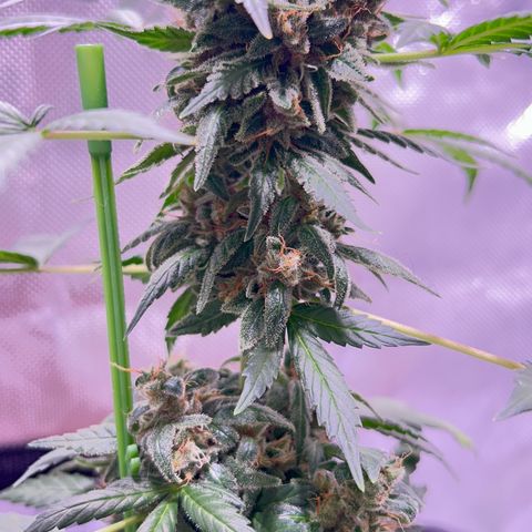 Panini (Sweet Mandarin Blossom) growlog photo: Doing great ! She has more amber than her sister. I thibk she'll finish before her sister. 