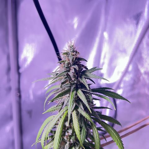 Foto del growlog de Squidwina (Chick Magnet): She's doing good I cut some dying leaves off overall она нормальная👍
