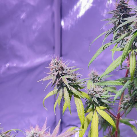 Foto del growlog de Squidwina (Chick Magnet): She's doing good I cut some dying leaves off overall она нормальная👍