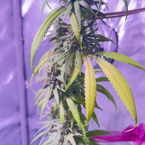 Foto del growlog de Squidwina (Chick Magnet): She's doing good I cut some dying leaves off overall она нормальная👍