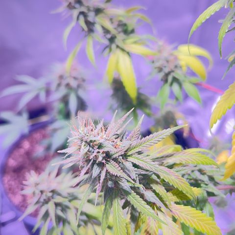 Foto del growlog de Squidwina (Chick Magnet): She's doing good I cut some dying leaves off overall она нормальная👍