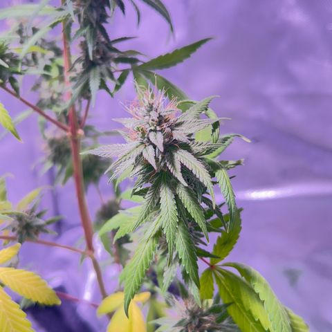 Foto del growlog de Squidwina (Chick Magnet): She's doing good I cut some dying leaves off overall она нормальная👍