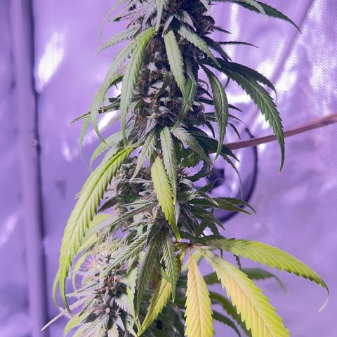 Foto del growlog de Squidwina (Chick Magnet): She's doing good I cut some dying leaves off overall она нормальная👍