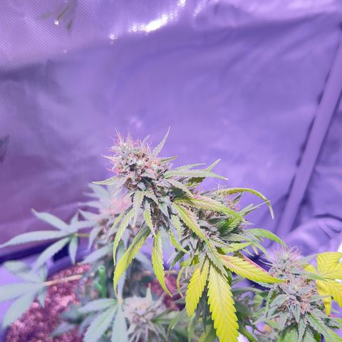 Foto del growlog de Squidwina (Chick Magnet): She's doing good I cut some dying leaves off overall она нормальная👍