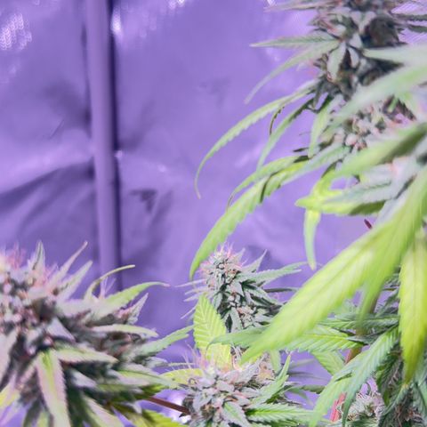 Foto del growlog de Squidwina (Chick Magnet): She's doing good I cut some dying leaves off overall она нормальная👍