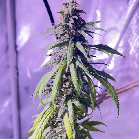 Foto del growlog de Squidwina (Chick Magnet): She's doing good I cut some dying leaves off overall она нормальная👍