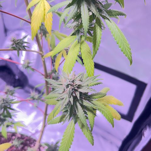 Foto del growlog de Squidwina (Chick Magnet): She's doing good I cut some dying leaves off overall она нормальная👍