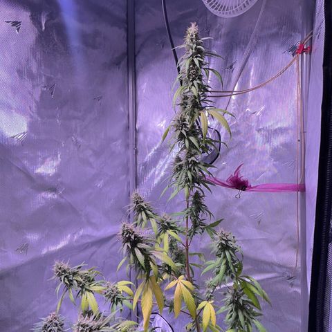 Foto del growlog de Squidwina (Chick Magnet): She's doing good I cut some dying leaves off overall она нормальная👍