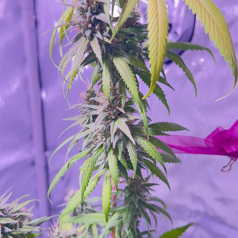 Foto del growlog de Squidwina (Chick Magnet): She's doing good I cut some dying leaves off overall она нормальная👍
