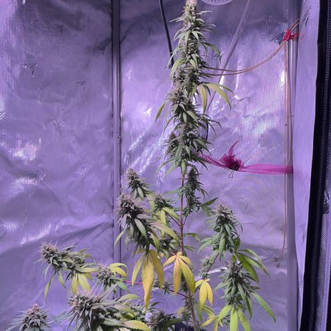 Foto del growlog de Squidwina (Chick Magnet): She's doing good I cut some dying leaves off overall она нормальная👍