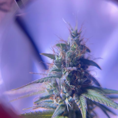 Foto del growlog de Squidwina (Chick Magnet): She's doing good. She's really expressing herself !! Her colors are really popping. 