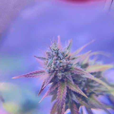 Foto del growlog de Squidwina (Chick Magnet): She's doing good. She's really expressing herself !! Her colors are really popping. 