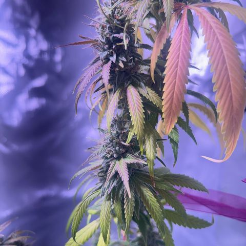 Foto del growlog de Squidwina (Chick Magnet): She's doing good. She's really expressing herself !! Her colors are really popping. 