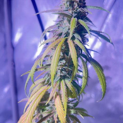 Foto del growlog de Squidwina (Chick Magnet): She's doing good. She's really expressing herself !! Her colors are really popping. 