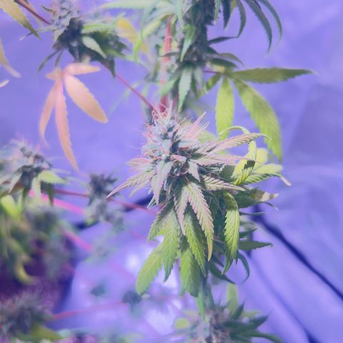 Foto del growlog de Squidwina (Chick Magnet): She's doing good. She's really expressing herself !! Her colors are really popping. 