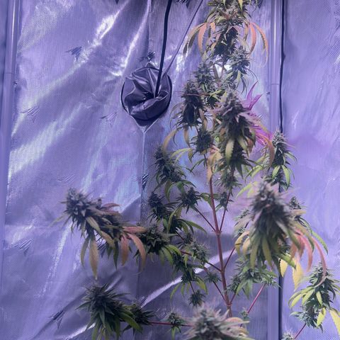 Foto del growlog de Squidwina (Chick Magnet): She's doing good. She's really expressing herself !! Her colors are really popping. 