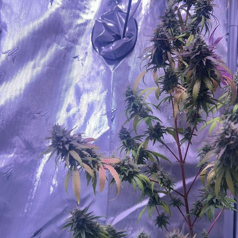 Foto del growlog de Squidwina (Chick Magnet): She's doing good. She's really expressing herself !! Her colors are really popping. 