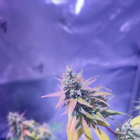 Foto del growlog de Squidwina (Chick Magnet): She's doing good. She's really expressing herself !! Her colors are really popping. 