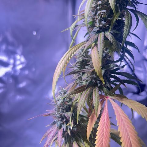 Foto del growlog de Squidwina (Chick Magnet): She's doing good. She's really expressing herself !! Her colors are really popping. 