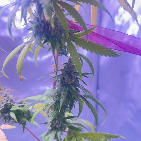 Foto del growlog de Squidwina (Chick Magnet): She's doing good. She's really expressing herself !! Her colors are really popping. 