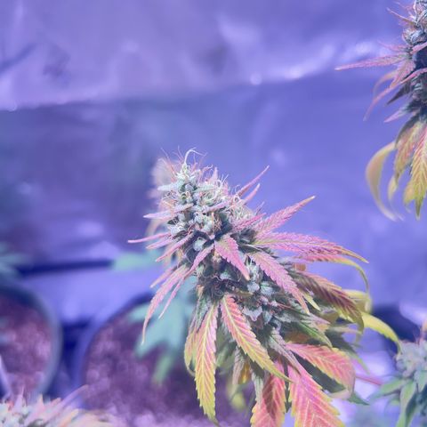 Foto del growlog de Squidwina (Chick Magnet): She's doing good. She's really expressing herself !! Her colors are really popping. 