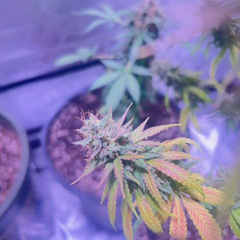 Foto del growlog de Squidwina (Chick Magnet): She's doing good. She's really expressing herself !! Her colors are really popping. 