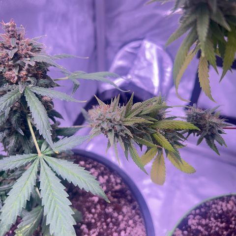 Foto del growlog de Squidwina (Chick Magnet): She's doing good. She's really expressing herself !! Her colors are really popping. 