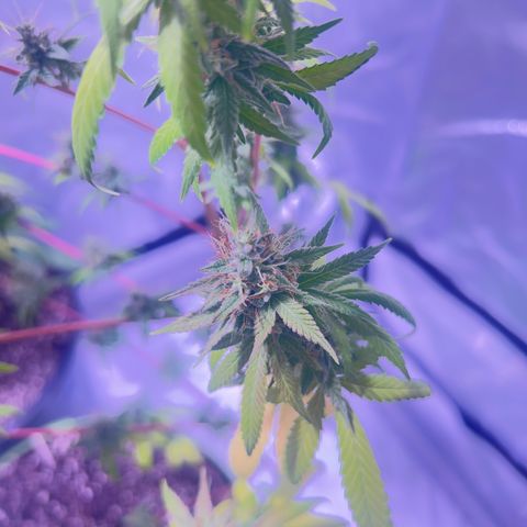 Foto del growlog de Squidwina (Chick Magnet): She's doing good. She's really expressing herself !! Her colors are really popping. 