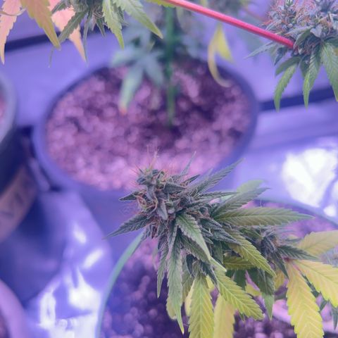 Foto del growlog de Squidwina (Chick Magnet): She's doing good. She's really expressing herself !! Her colors are really popping. 